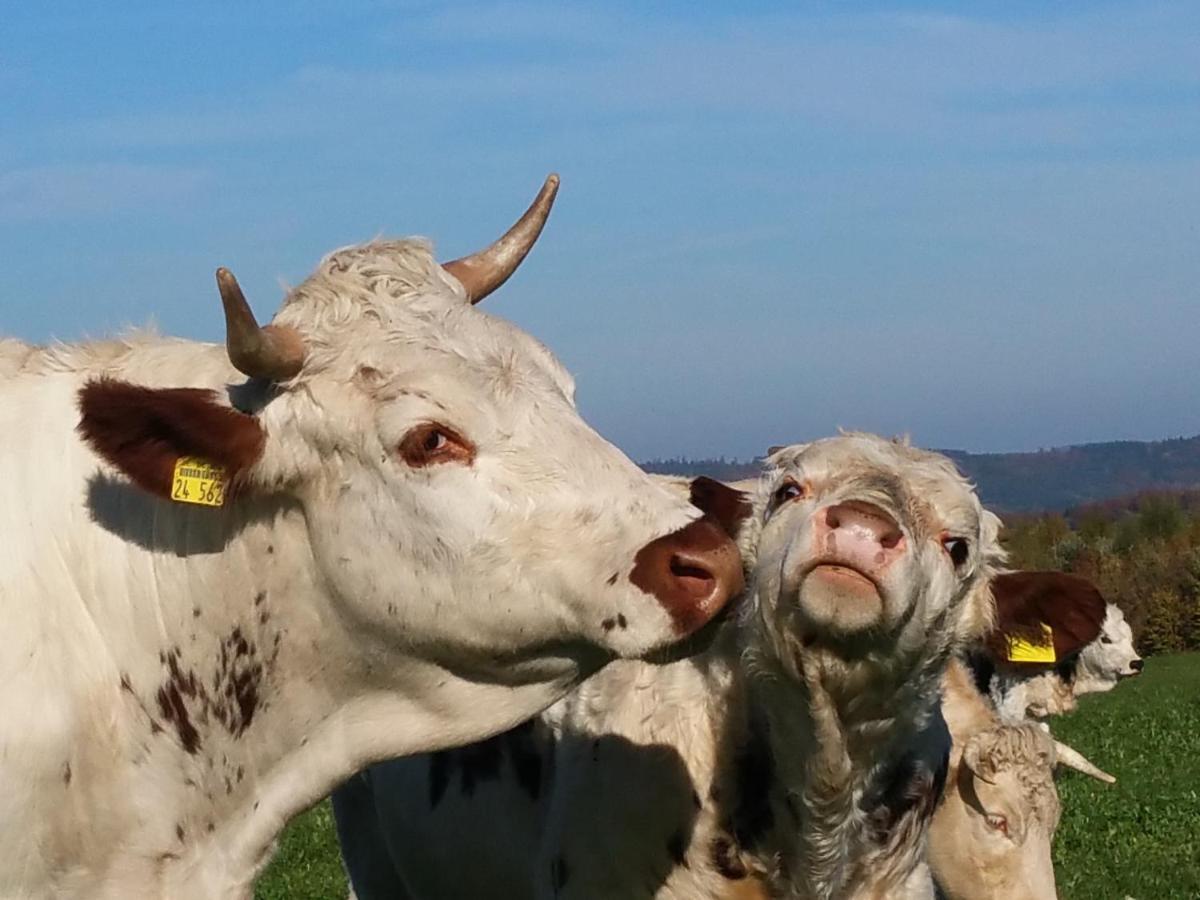 Appartamento Betzemuehle 1 Bauernhof Altenschlirf Esterno foto